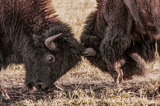 closeup photo of two bull bison fighting