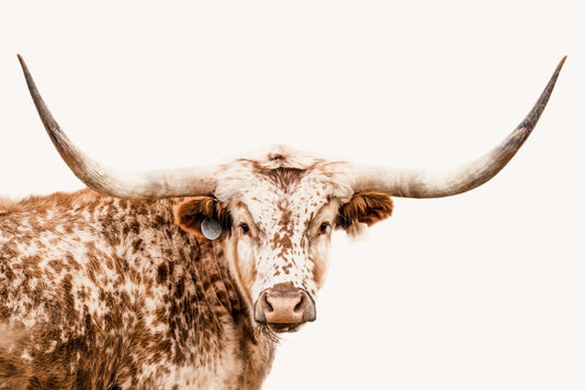 longhorn cow photo on white background