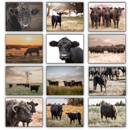 2026 Black Angus Wall Calendar or Desktop Planner Calendar Teri James Photography