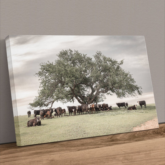 Angus Black Baldy Cow Canvas Canvas-Unframed / 12 x 18 Inches Wall Art Teri James Photography