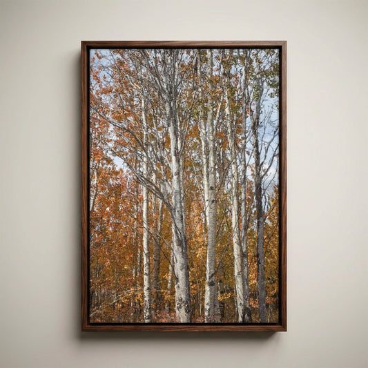 Aspen Tree Photography – Autumn Tree Print with Golden Aspen Leaves