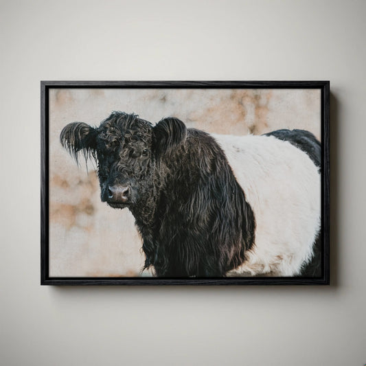 Belted Galloway Canvas Art - Farm Animal Wall Art Cow Print