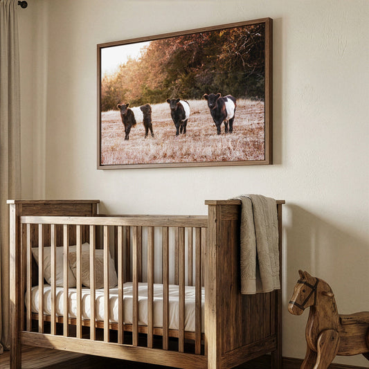 Belted Galloway Cattle Photo – Pasture Animal Artwork & Rural Landscape Art Print Wall Art Teri James Photography