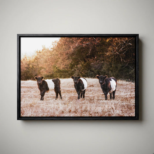 Belted Galloway Cattle Photo – Rural Landscape Art Print