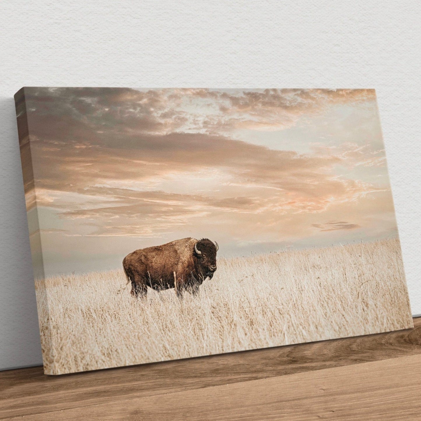Bison on the Prairie with Golden Sunset Canvas-Unframed / 12 x 18 Inches Wall Art Teri James Photography