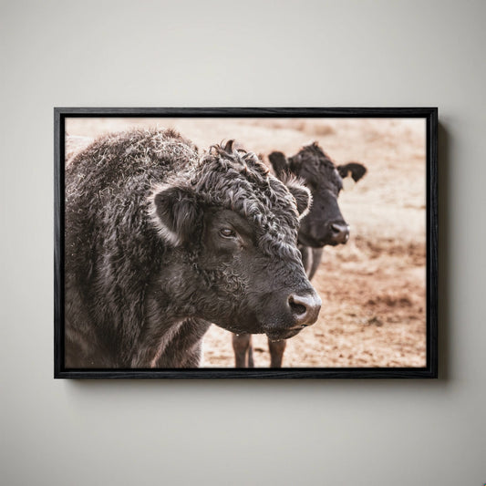Black Angus Bull Art - Rustic Ranch Wall Decor