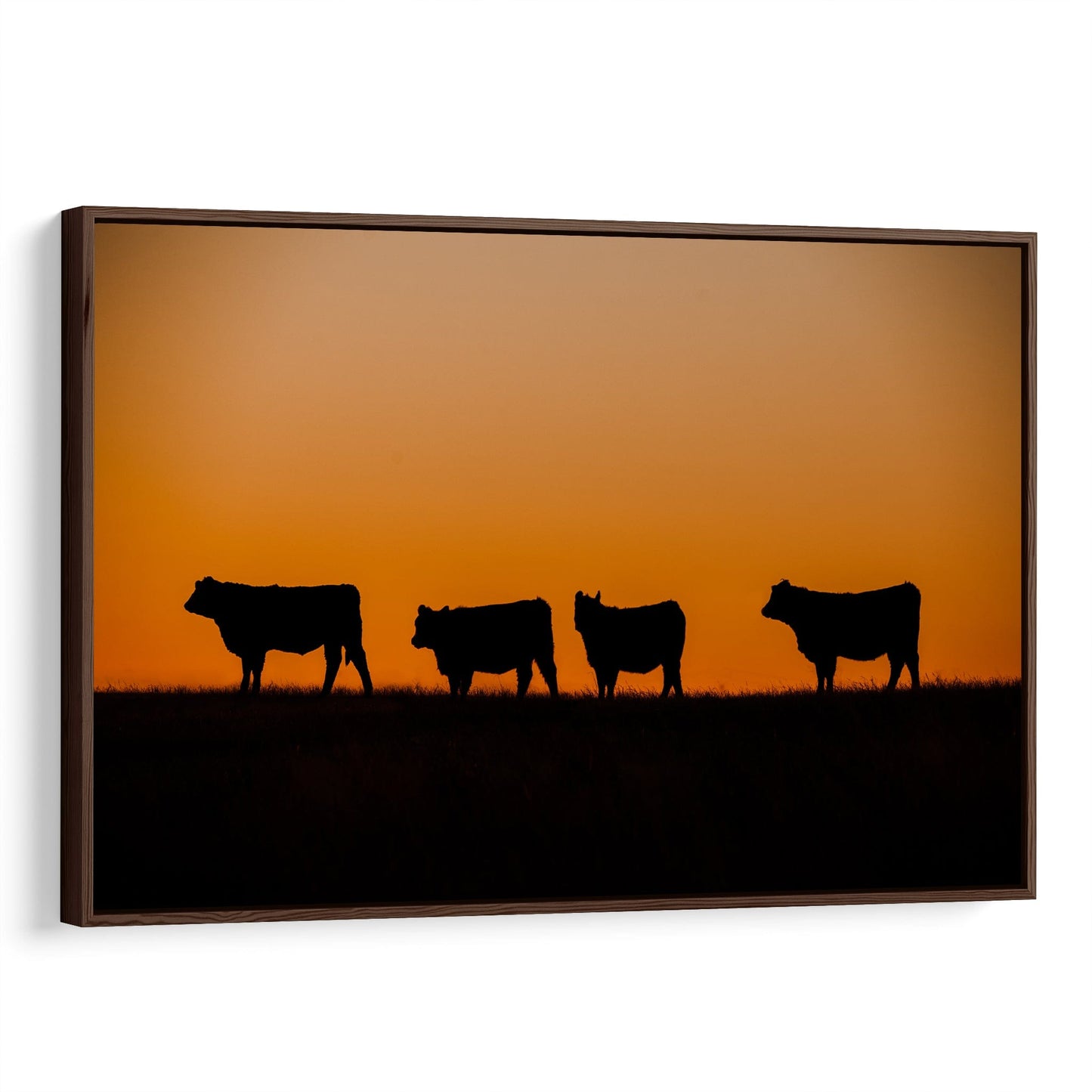 Black Angus Cattle Sunset Print Canvas-Walnut Frame / 12 x 18 Inches Wall Art Teri James Photography