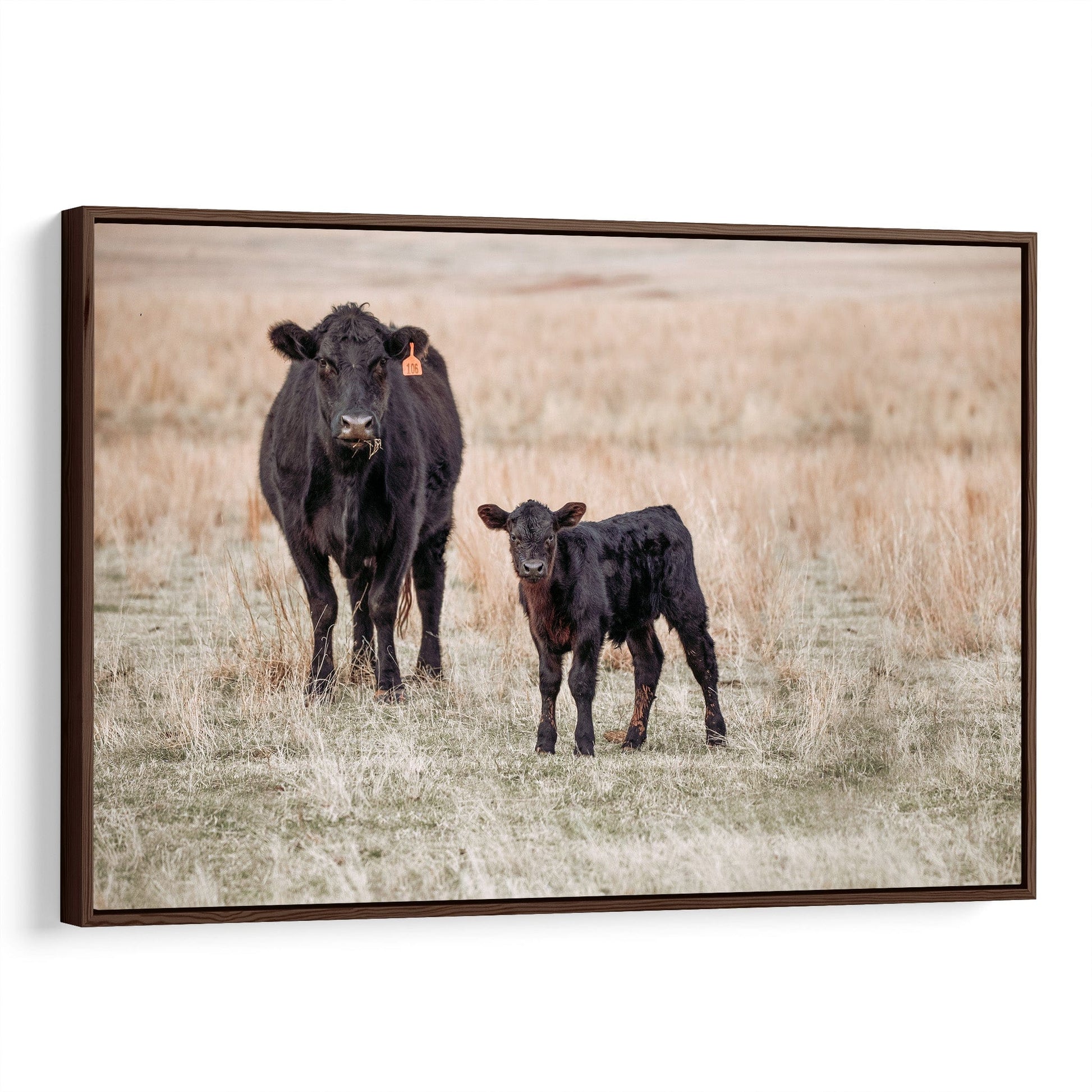 Black Angus Cow and Calf Canvas Print Canvas-Walnut Frame / 12 x 18 Inches Wall Art Teri James Photography