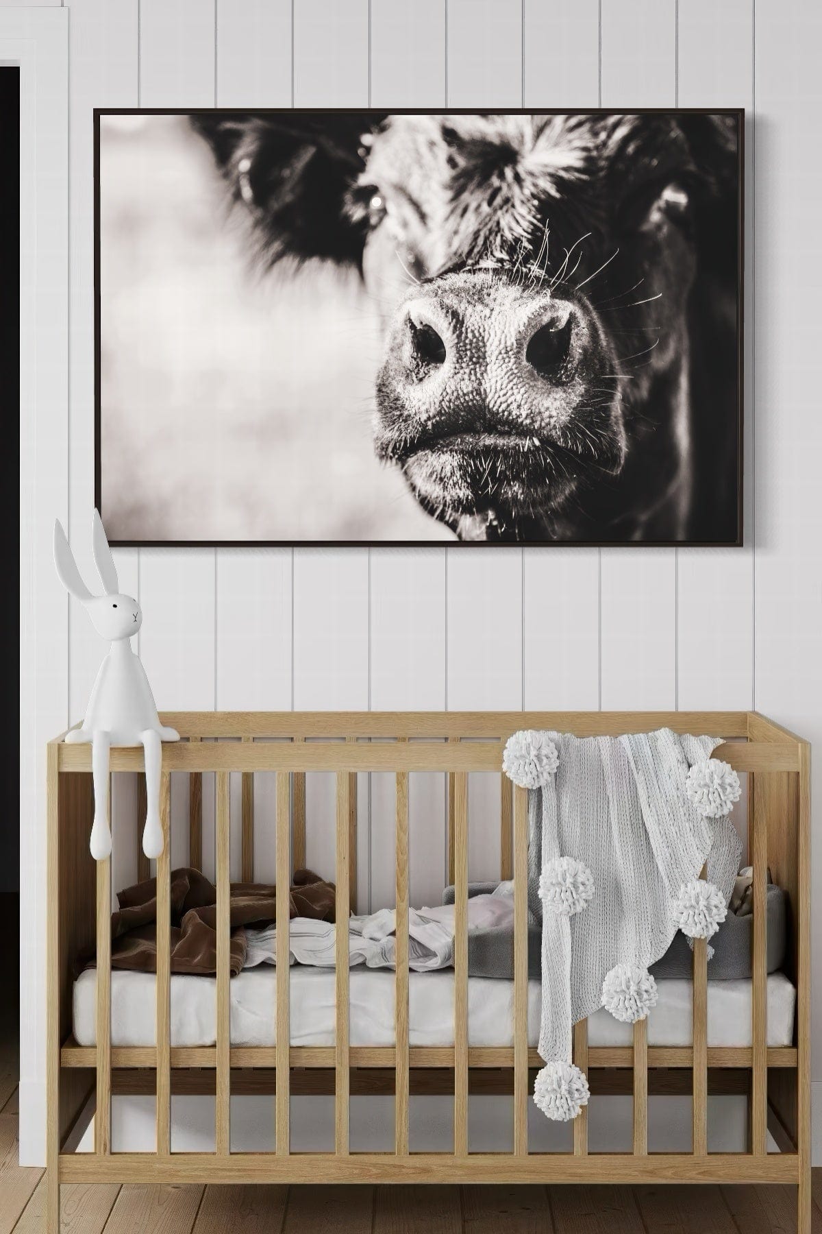 Black Angus Canvas Art - Playful Cow Closeup