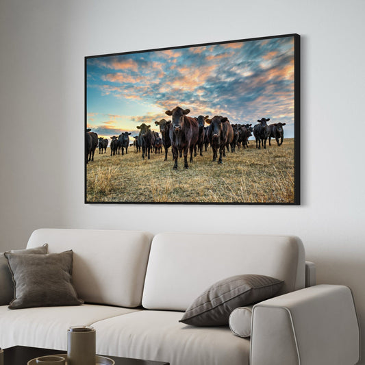 Black Angus Wall Art - Cows at Sunset Wall Art Teri James Photography