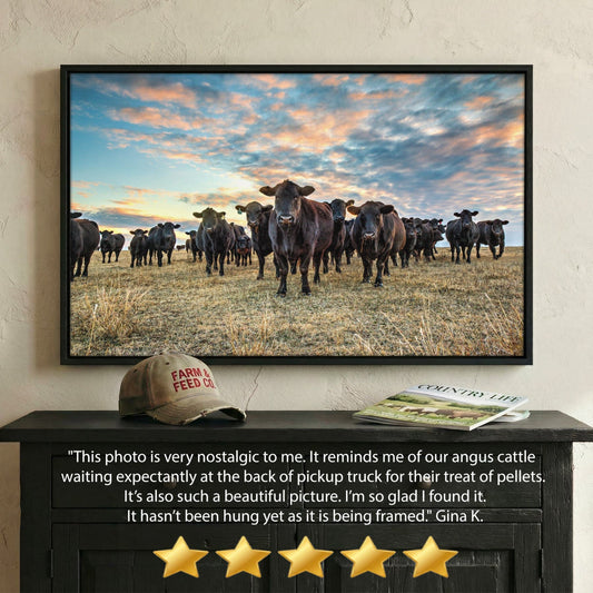 Black Angus Wall Art - Rustic Western Landscape Artwork With Sunset Cow Canvas Wall Art Teri James Photography