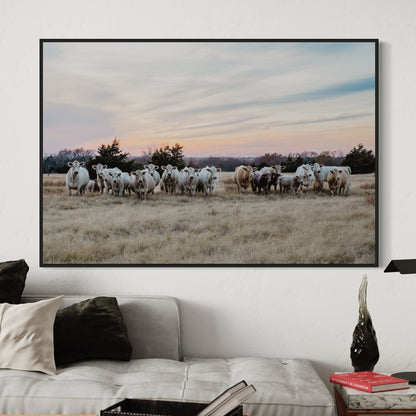 Charolais Cattle Canvas Print - Charolais Cows at Sunset Wall Art Teri James Photography