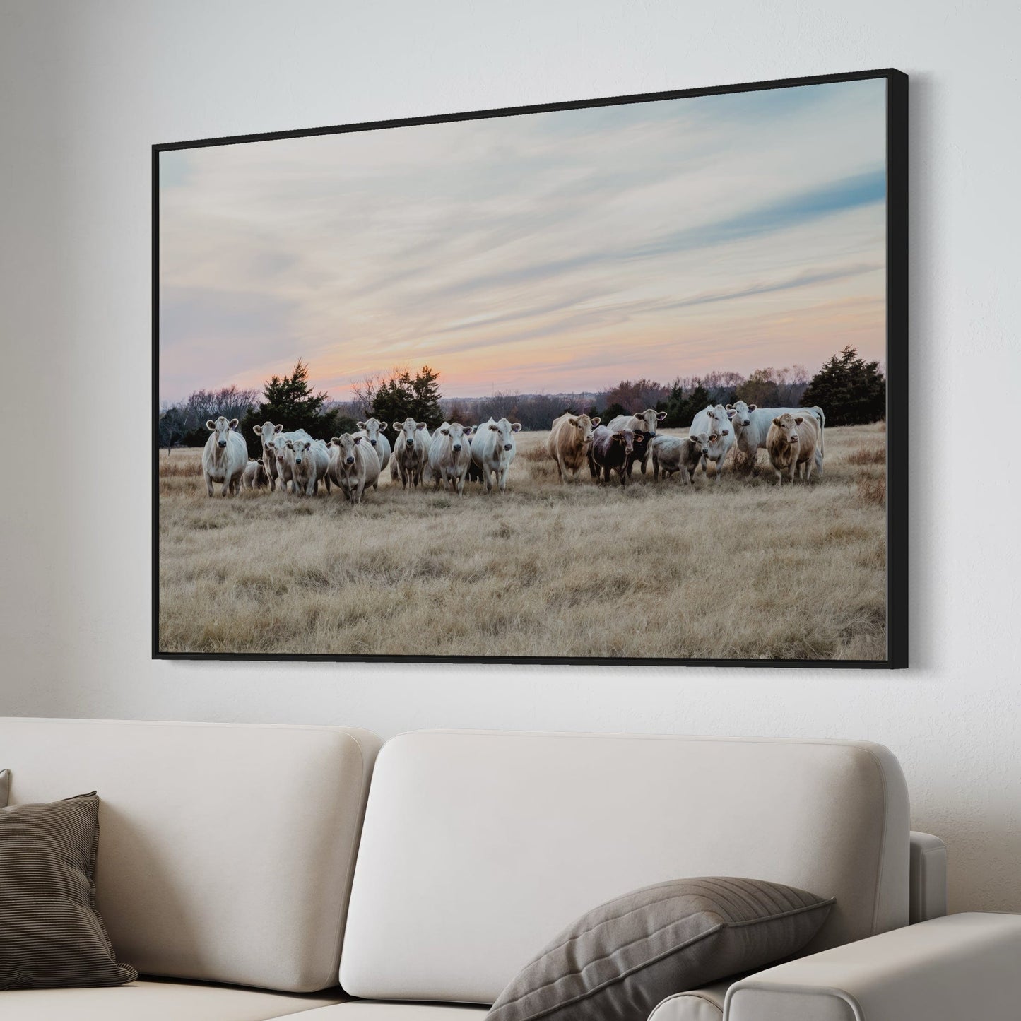 Charolais Cattle Canvas Print - Charolais Cows at Sunset Wall Art Teri James Photography