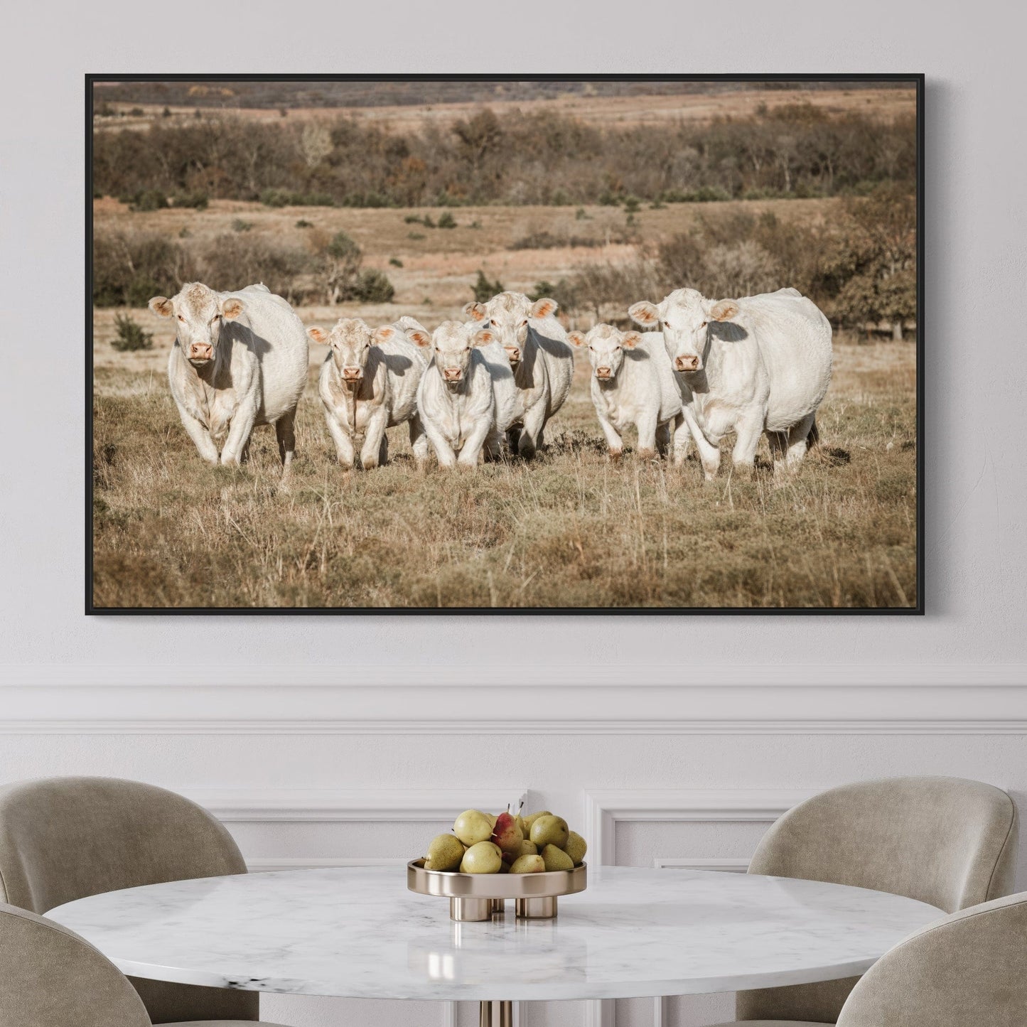 Charolais Cattle Canvas Print Wall Art Teri James Photography