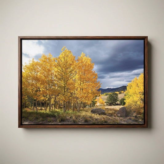 Colorado Landscape - Fall Aspen Trees