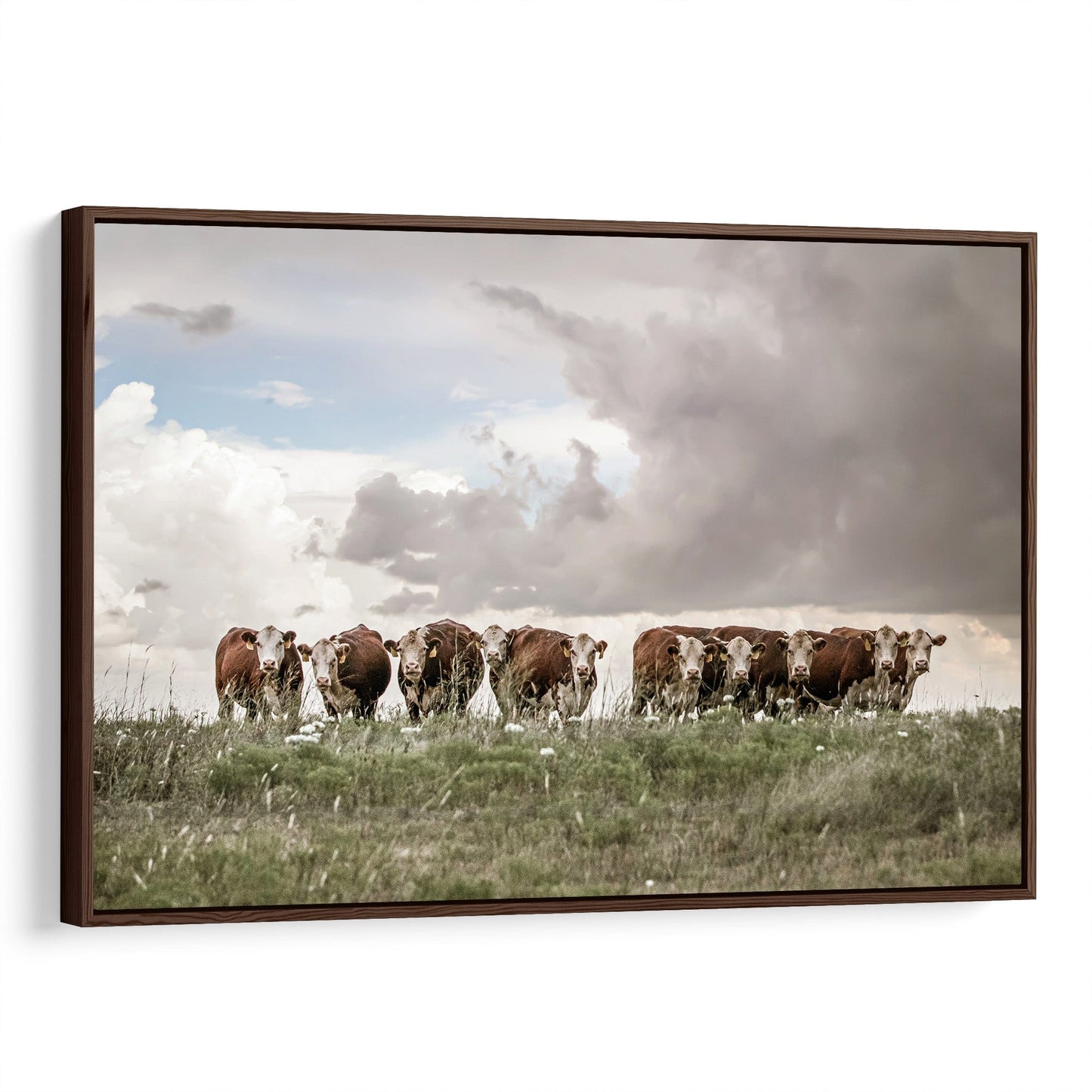 Hereford Cows Canvas Print Canvas-Walnut Frame / 12 x 18 Inches Wall Art Teri James Photography