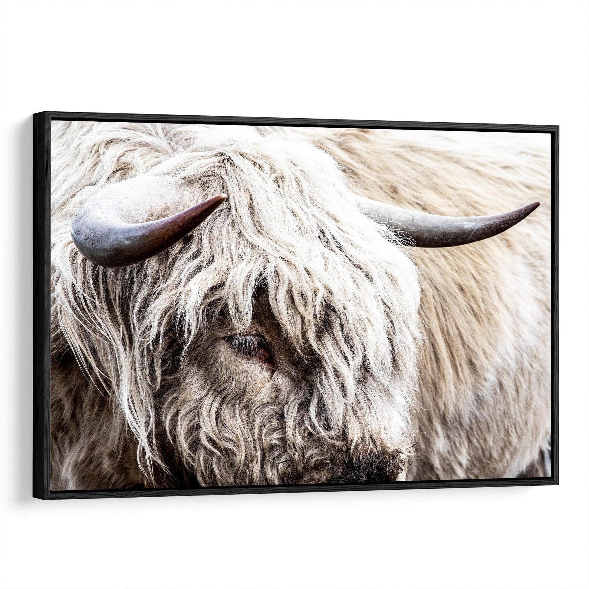 Highland Bull Canvas Print - Modern Cow Art Canvas-Black Frame / 12 x 18 Inches Wall Art Teri James Photography