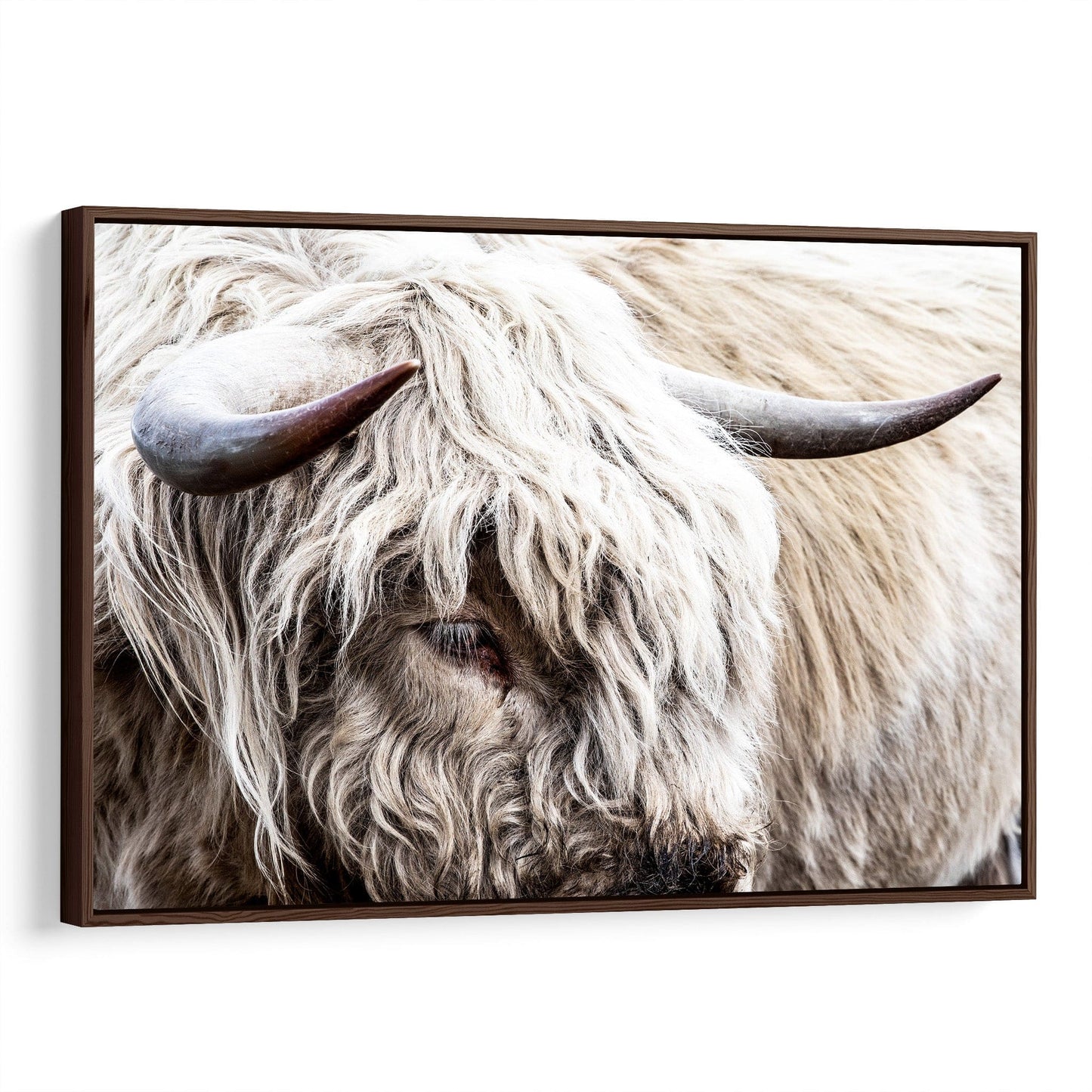 Highland Bull Canvas Print - Modern Cow Art Canvas-Walnut Frame / 12 x 18 Inches Wall Art Teri James Photography