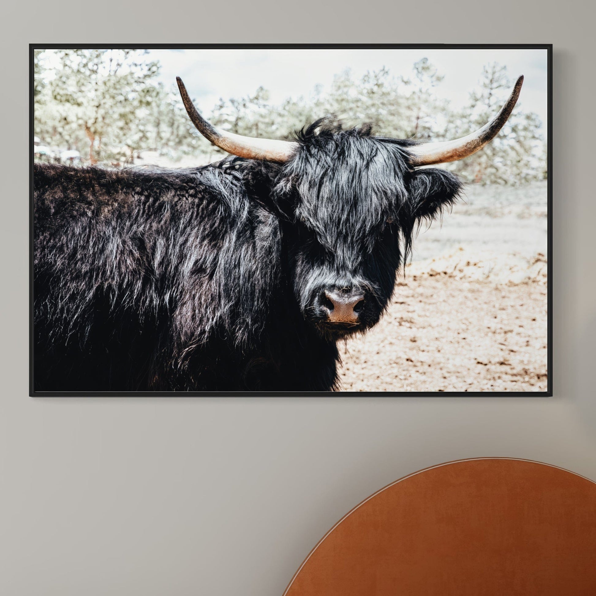 Highland Cattle Picture Wall Art Teri James Photography