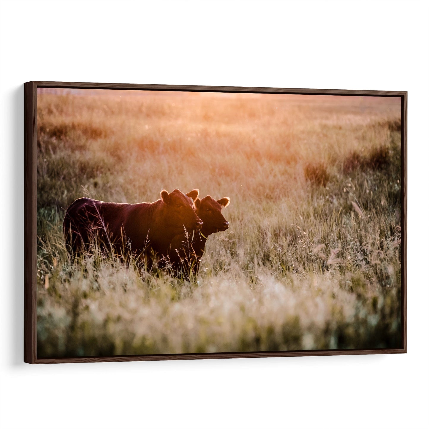 Large Black Angus Wall Art Canvas Canvas-Walnut Frame / 12 x 18 Inches Wall Art Teri James Photography