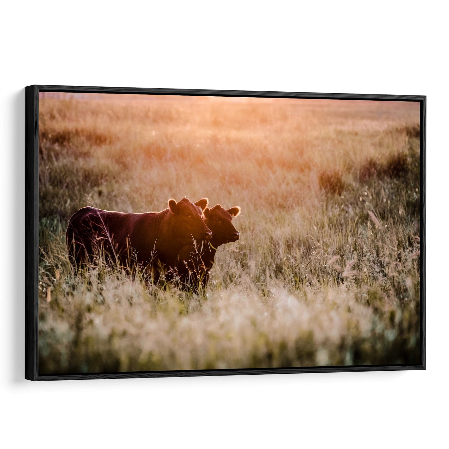 Large Black Angus Wall Art Canvas Canvas-Black Frame / 12 x 18 Inches Wall Art Teri James Photography
