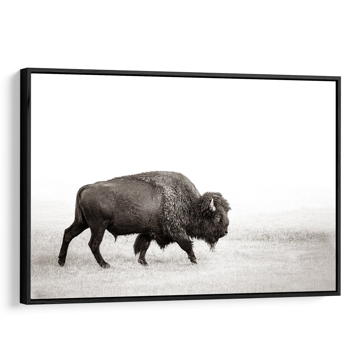 Minimalist Bison Art Canvas Canvas-Black Frame / 12 x 18 Inches Wall Art Teri James Photography