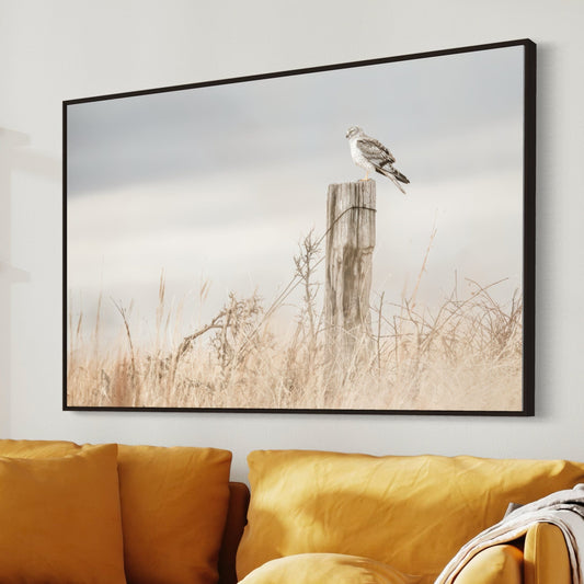 Northern Harrier Hawk Print Wall Art Teri James Photography