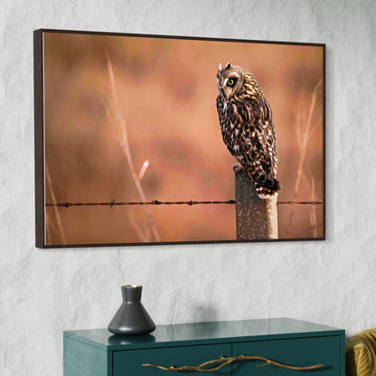 Owl Artwork Canvas, Short Eared Owl Wall Art Teri James Photography