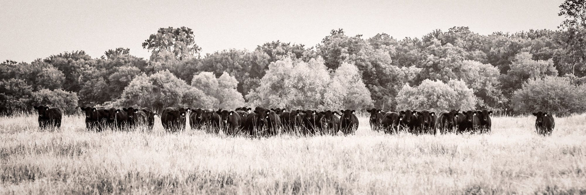 Panoramic Angus Cattle Canvas Paper Photo Print / 12 x 36 Inches Wall Art Teri James Photography