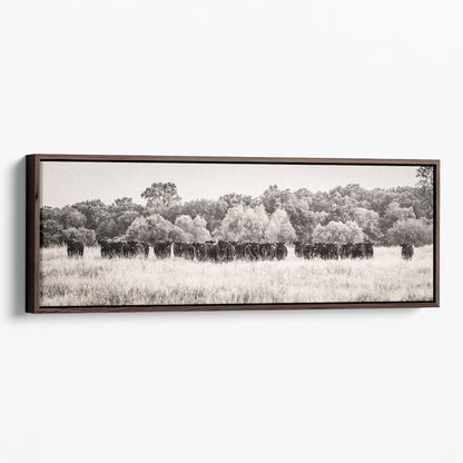 Panoramic Black Angus Cattle Canvas - Cow Panorama Art Canvas-Walnut Frame / 12 x 36 Inches Wall Art Teri James Photography