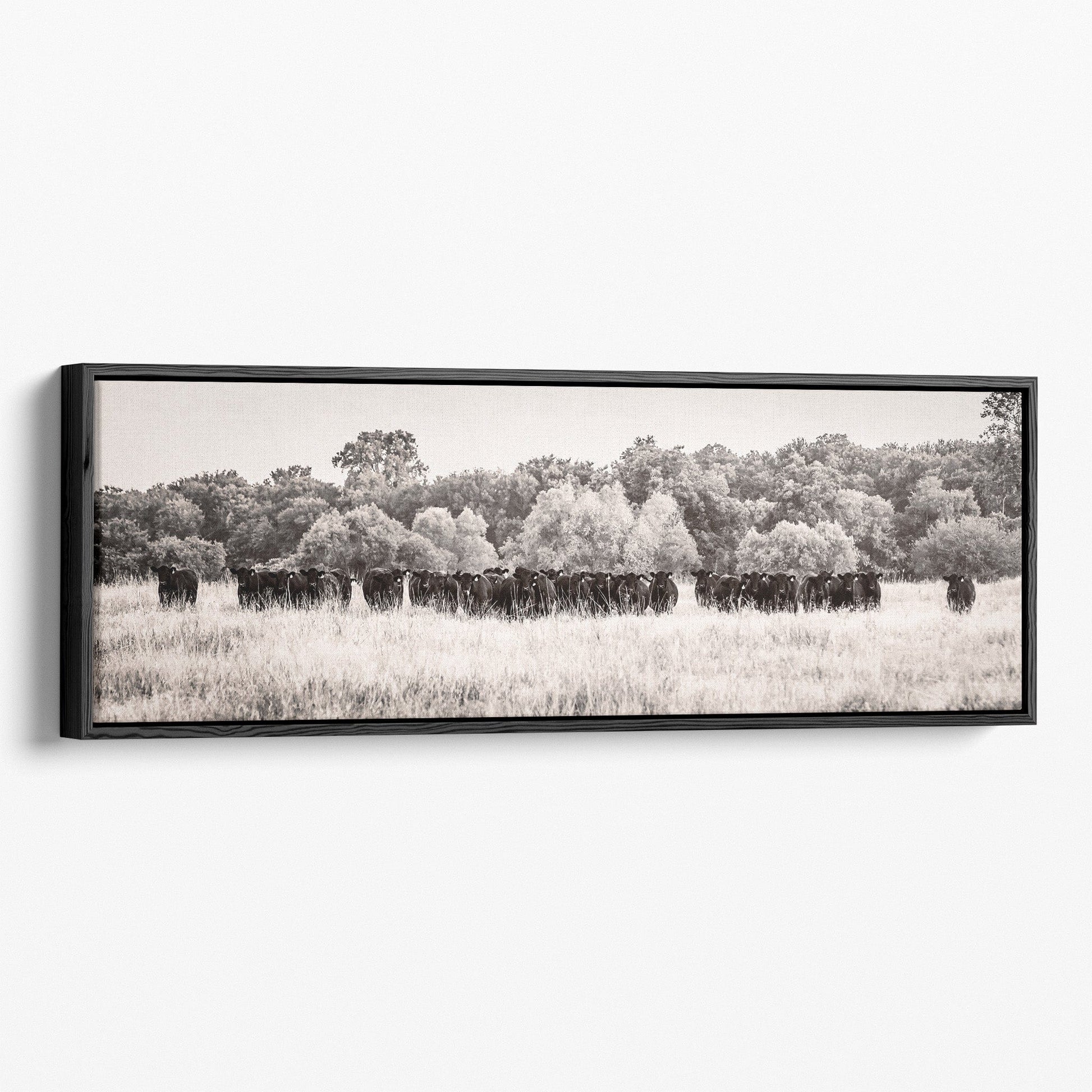 Panoramic Black Angus Cattle Canvas - Cow Panorama Art Canvas-Black Frame / 12 x 36 Inches Wall Art Teri James Photography