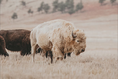 Great White Buffalo Canvas Print - Spirit Bison