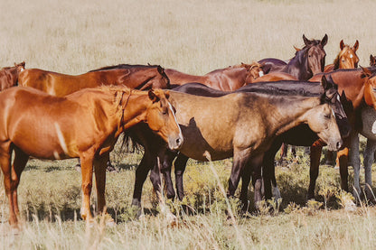 Large Panoramic Wild Horse Canvas