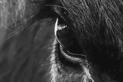 Black Angus Extreme Closeup in Black & White