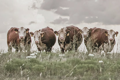Hereford Cows Canvas Print