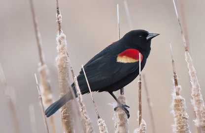 Red-Winged Blackbird on Cattails