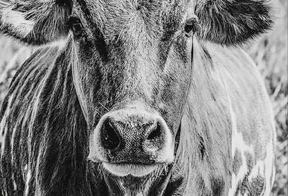 Texas Longhorn Cow Canvas Black and White