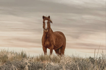 Wild Horse in Monument Valley, Utah