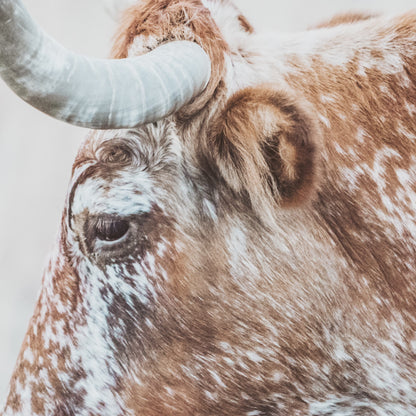 Texas Longhorn Cattle Art