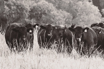 Panoramic Angus Cattle Canvas