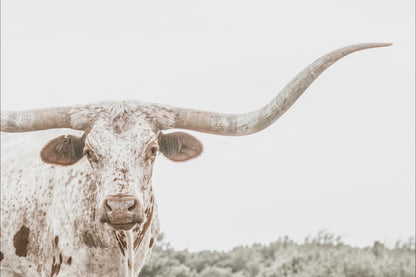 Texas Nursery Wall Art - Longhorn Cow & Calf