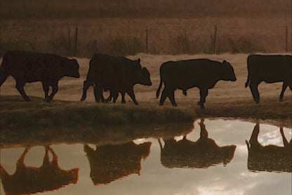 Black Angus Cattle Wall Art - Reflections