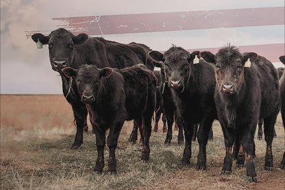 Patriotic Black Angus Cattle with American Flag