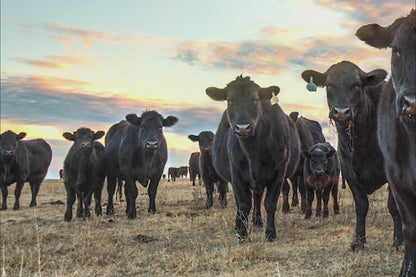 Black Angus Wall Art - Cows at Sunset