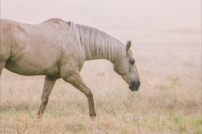 Cowgirl Nursery Decor - Palomino Horse