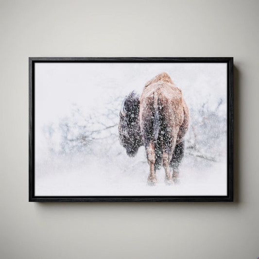 Snowy Buffalo Canvas Wall Art | Bison Print for Living Room