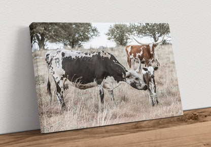 Texas Longhorn Cattle - Cows and Calves Canvas-Unframed / 12 x 18 Inches Wall Art Teri James Photography