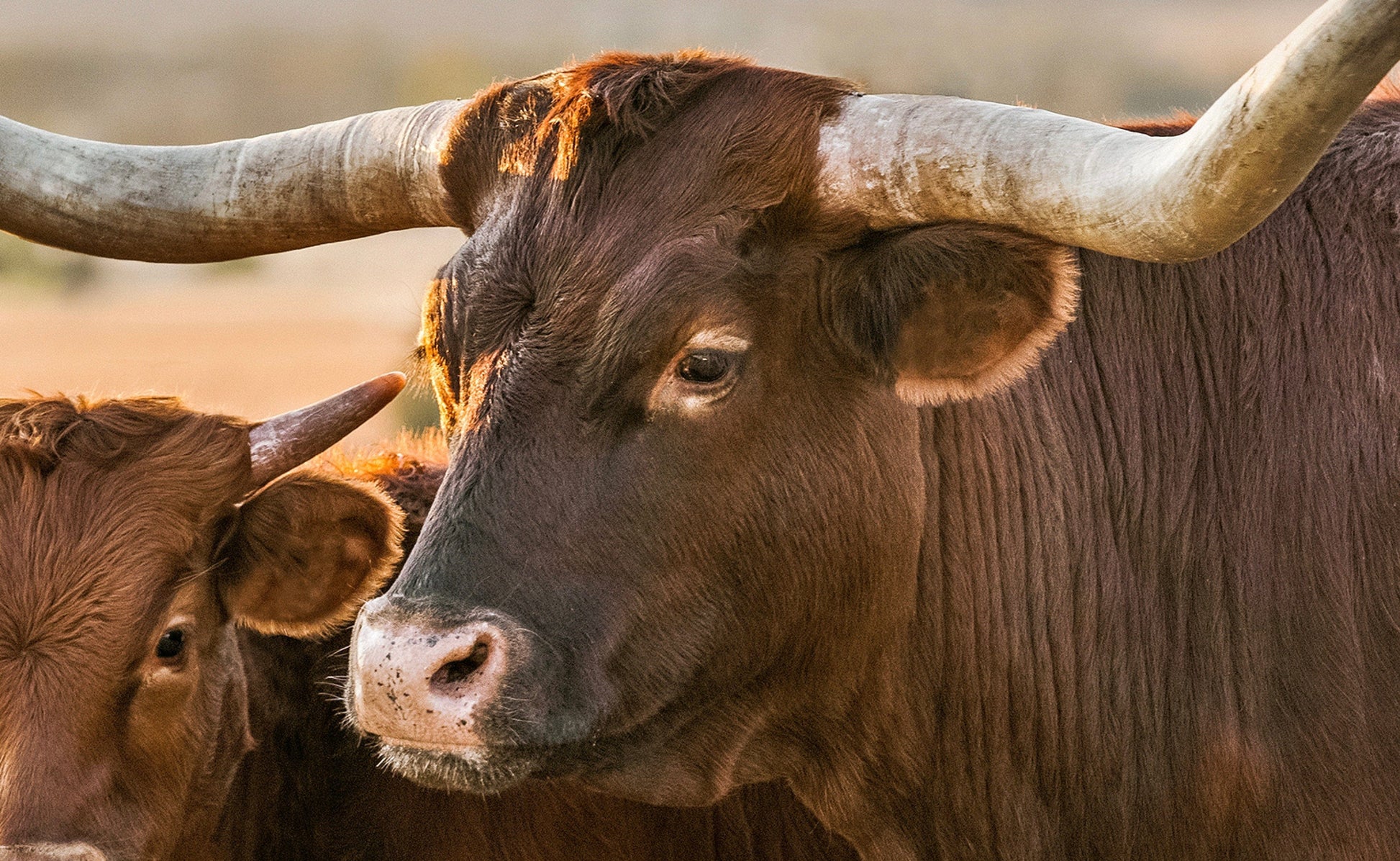 Texas Longhorn Cow & Calf Canvas Wall Art Teri James Photography