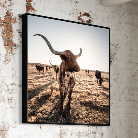 Texas Longhorn Square Canvas Print Wall Art Teri James Photography