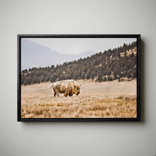 White Buffalo Art – Buffalo Canvas Print